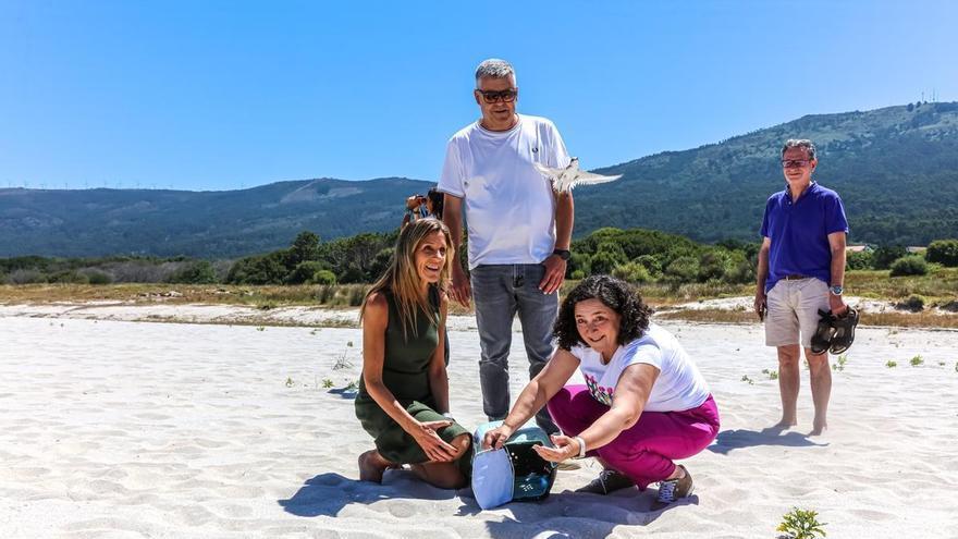 Medra a poboación da píllara das dunas en Galicia, con 100 niños en 23 praias