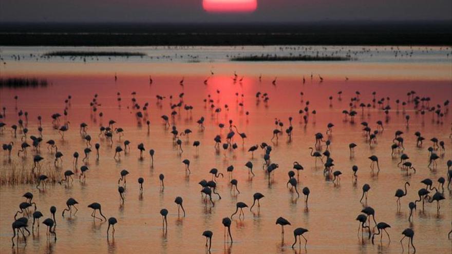 Doñana se seca