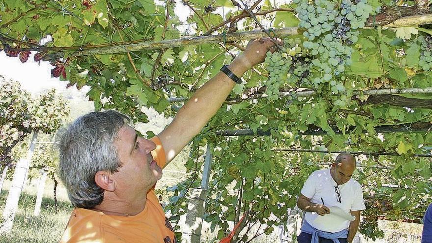 Los viticultores podrán informarse de las ventajas de inscribirse en el registro vitícola. // Santos Álvarez