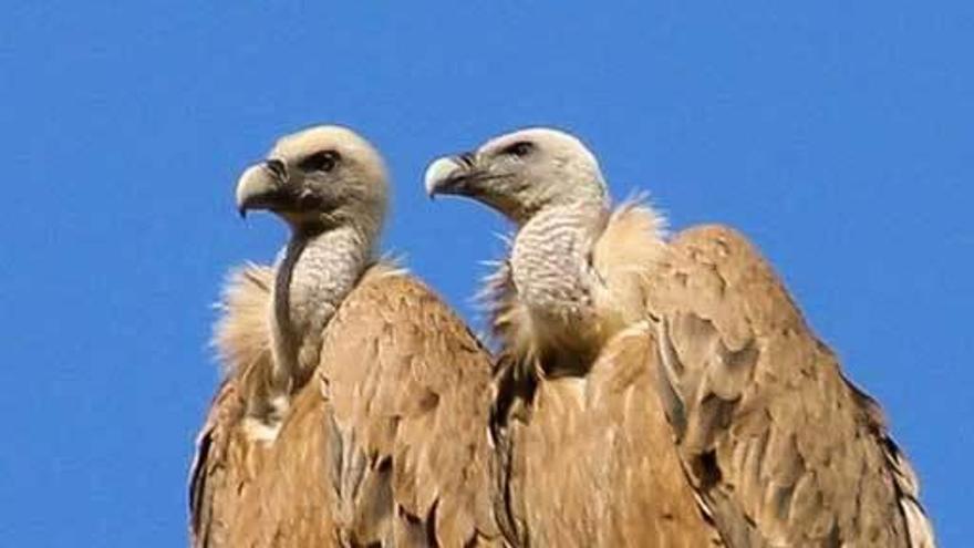 El buitre leonado, la especie más afectada por el veneno ilegal en Asturias