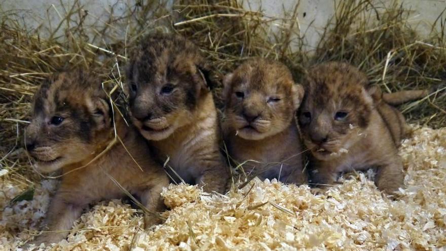 Un zoo sueco sacrifica a nueve crías de león sanas por falta de espacio