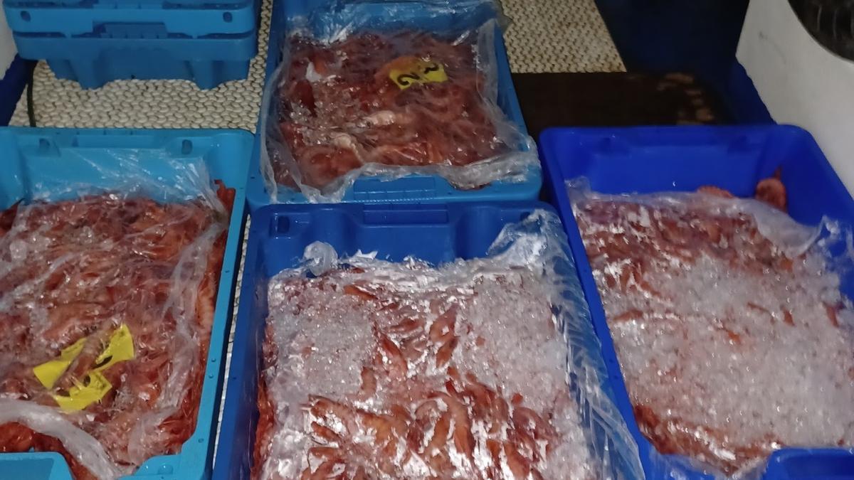 Gamba roja incautada por la Guardia Civil que se vendía sin pasar los controles sanitarios en Santa Pola