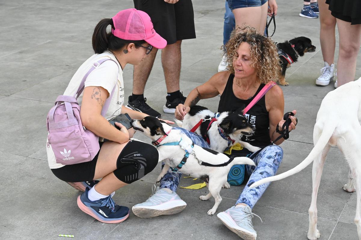 La marcha canina benéfica de Vila-real, en imágenes