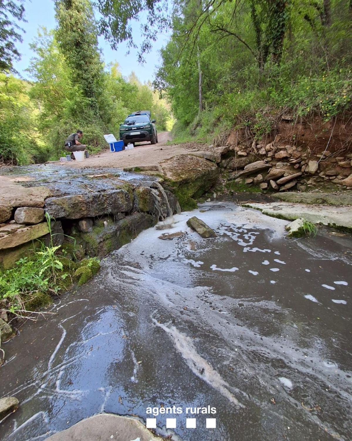 El torrent de Jaumandreu carregat de purins el divendres a Fonollosa