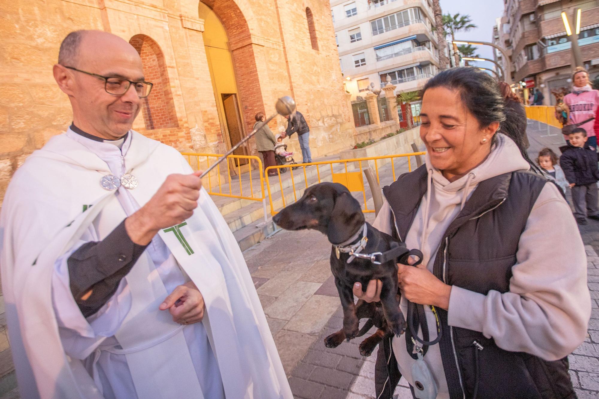 Bendición de San Antón en Torrevieja