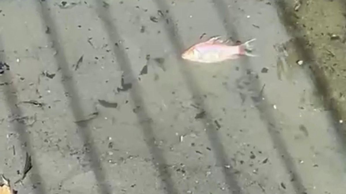 Decenas de peces aparecen muertos en varios parques de Pozuelo