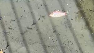 Decenas de peces aparecen muertos en varios parques de Pozuelo