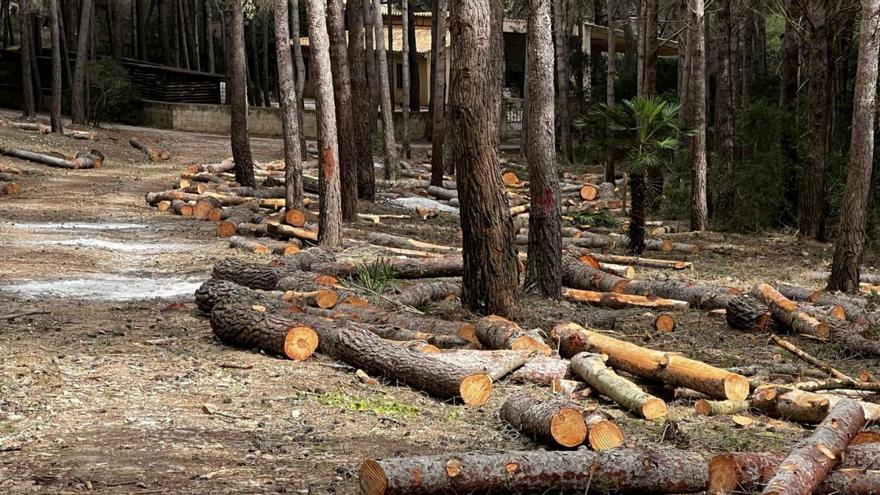 La matanza de centenares de árboles en el camino de Cala Murta de Formentor, celebrada por Tramuntana XXI, dibuja una Mallorca sembrada de ataúdes de pino. | DM