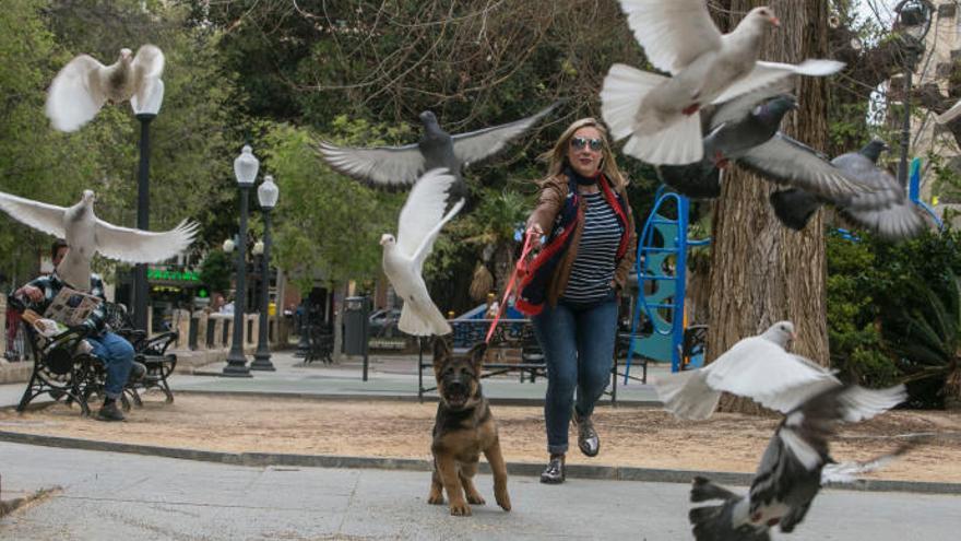 Las palomas se han convertido en un problema