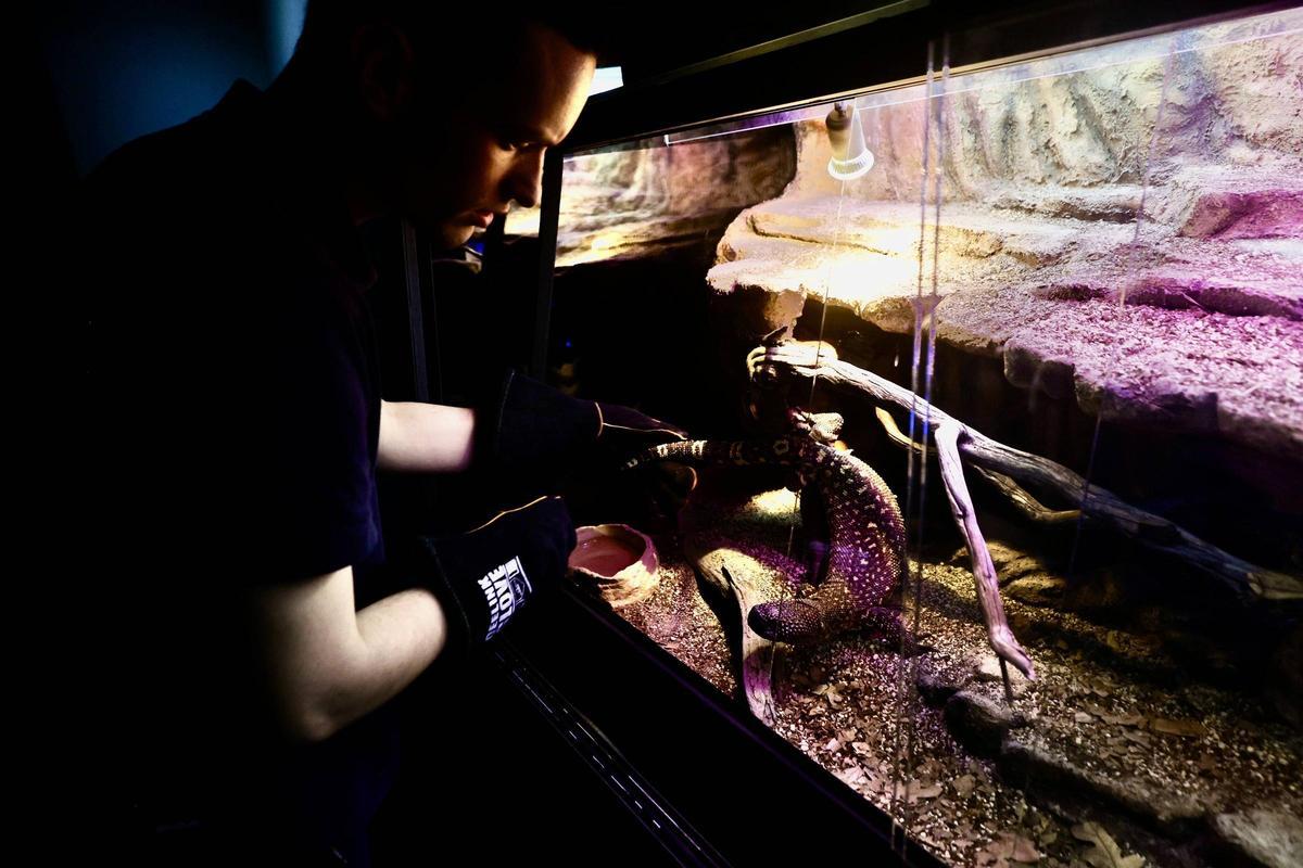 Raúl García atiende a uno de los grandes lagartos en el Bioparc Acuario de Gijón.