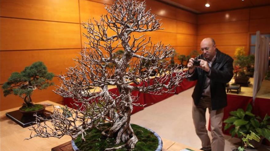 El Botánico se acerca a Japón con la &#039;Exposición Bonsái de Otoño&#039;