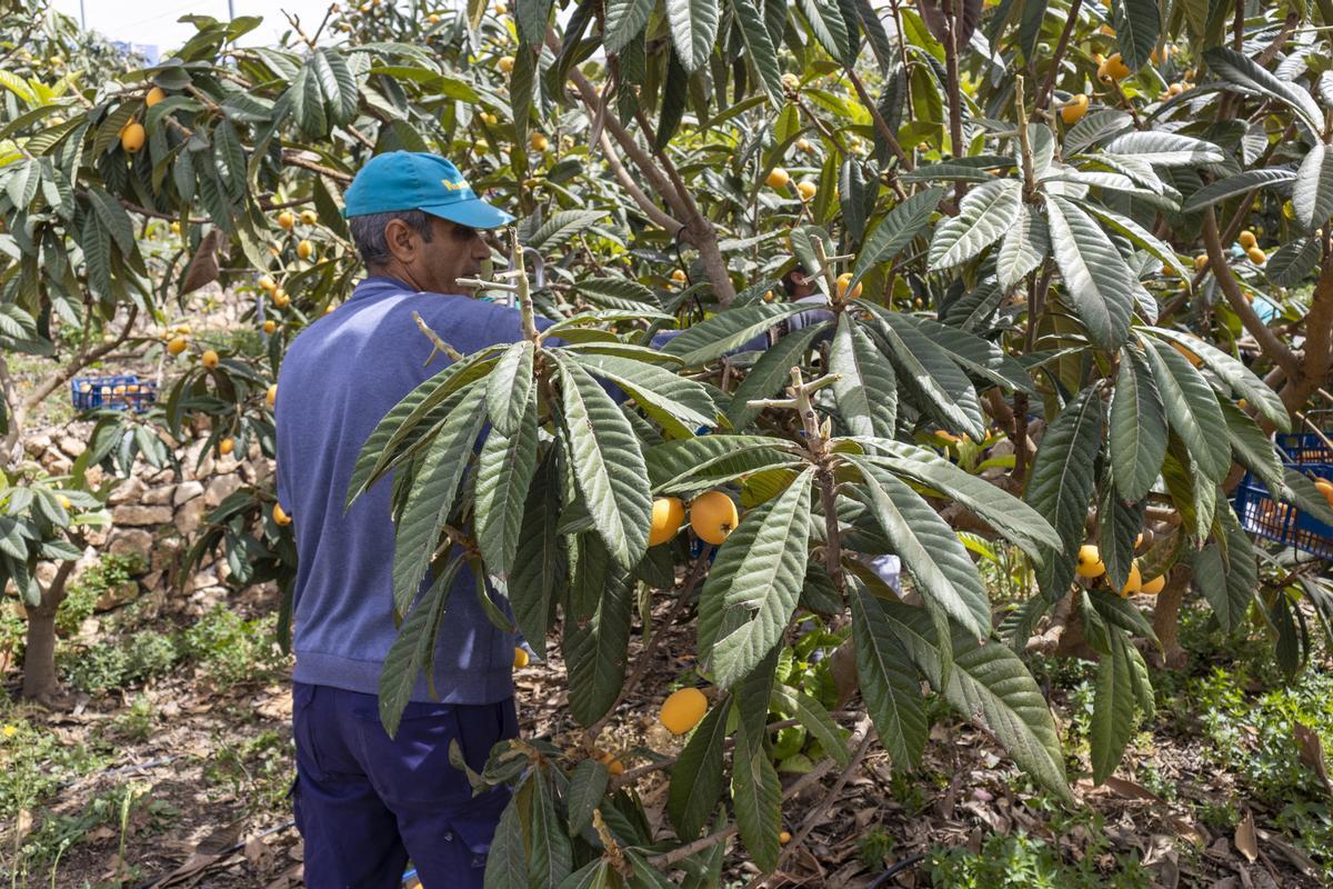 El cultivo del níspero da trabajo hasta 6.000 trabajadores en temporada alta.