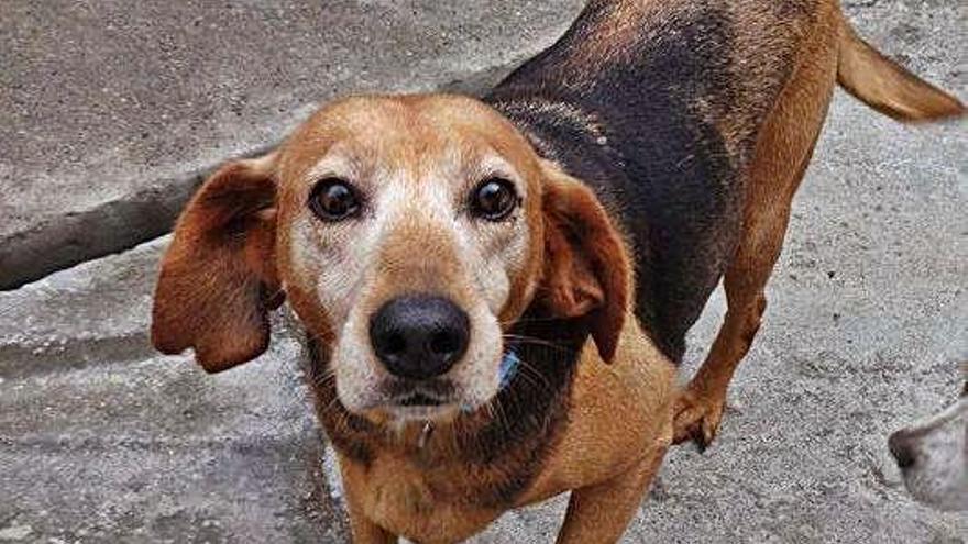 Dexter, perro adoptado tras ocho años en Apadan.