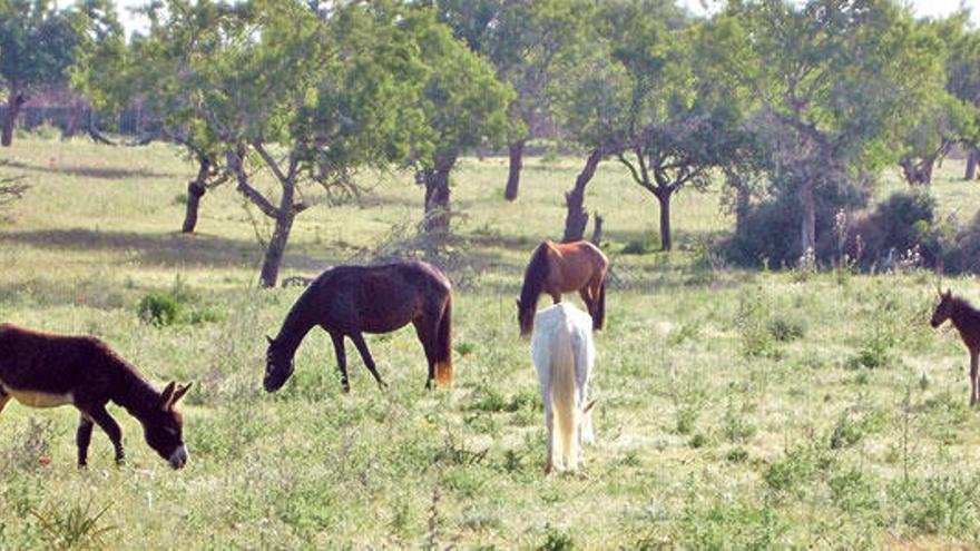 Equinos recuperados estos meses pastando en Natura Parc.