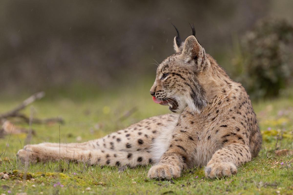 Ejemplar de lince ibérico, del que se han superado los 250 ejemplares en la región.