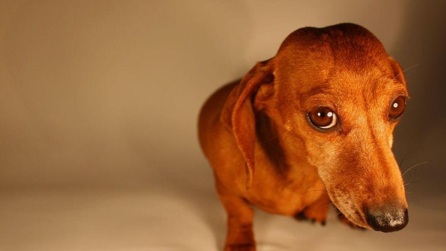 star animal lo confirma: te pueden poner una multa, quitarte a tu mascota o ponerte trabajos en beneficio de la comunidad