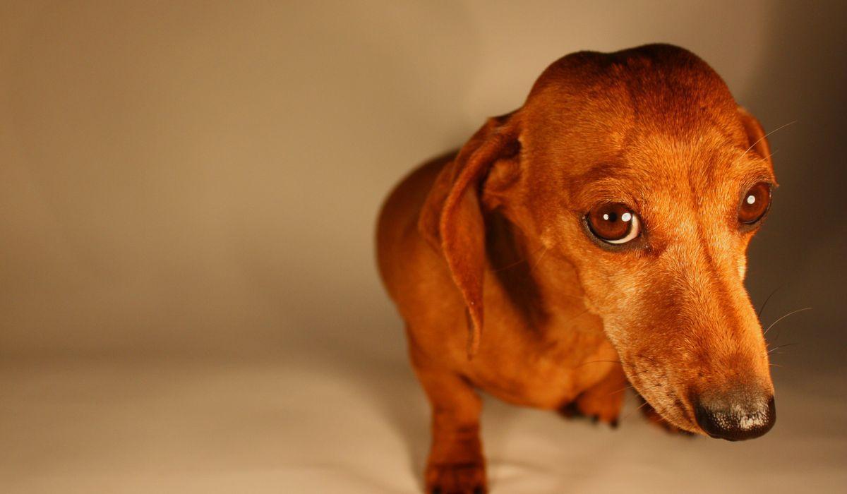 Thomi Müller avisa: tu perro sabe cómo manipularte cuando quiere conseguir algo