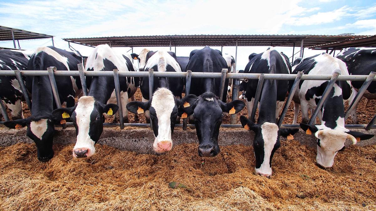 Vacas de una explotación ganadera de las Islas.