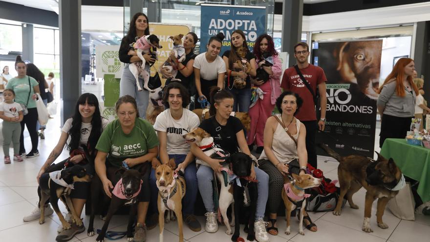 Las imágenes del desfile de perros en adopción en el centro comercial La Sierra