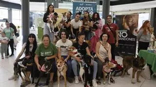 Hemeroteca | Diez perros en busca de un hogar feliz en Córdoba