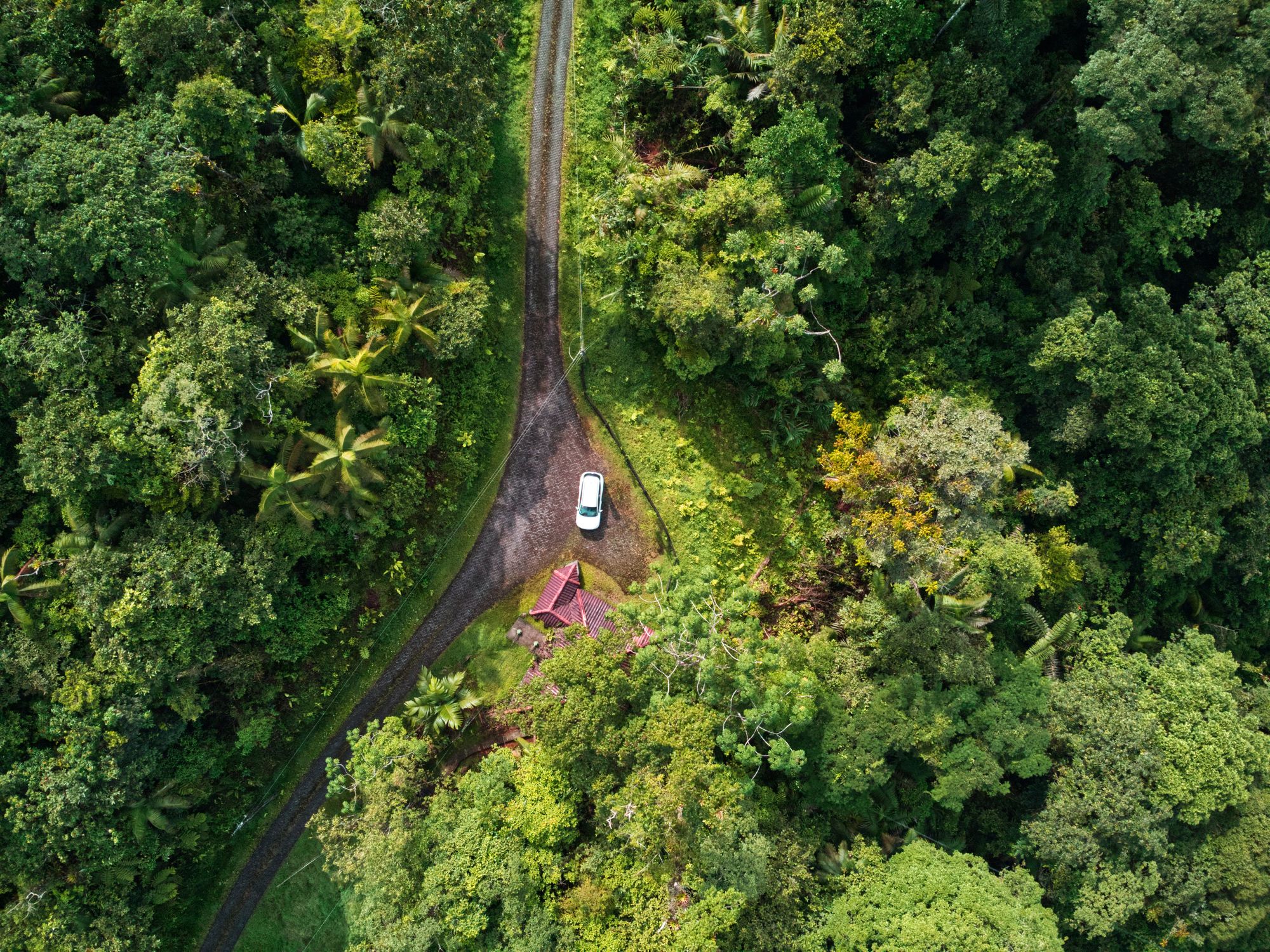 Parque Nacional Braulio Carrillo, un bosque entre la niebla de Costa Rica siguiendo la pista del quetzal