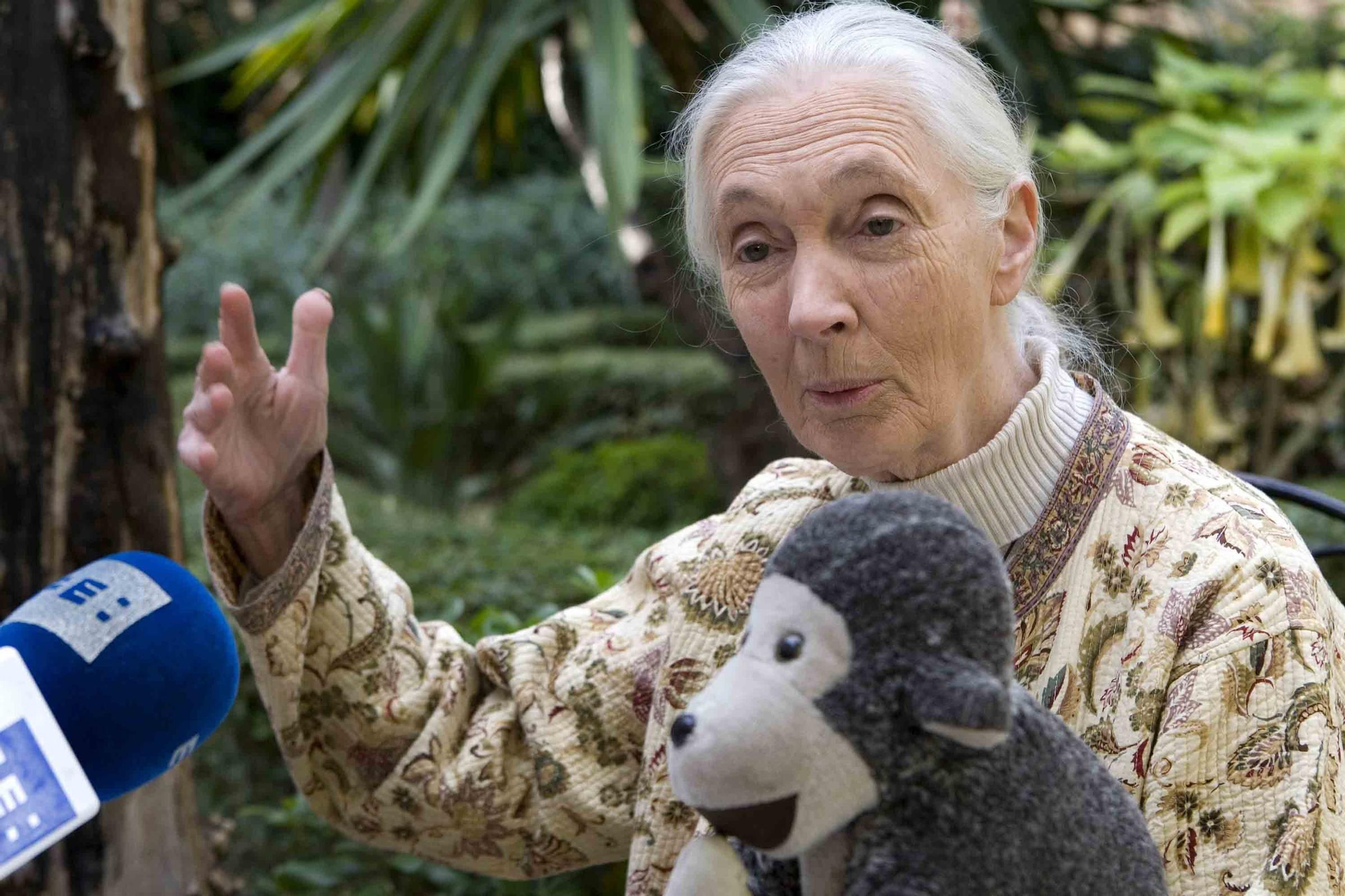 Fallece Jane Goodall, madrina de Primadomus y ‘honoris causa’ por la Universidad de Alicante