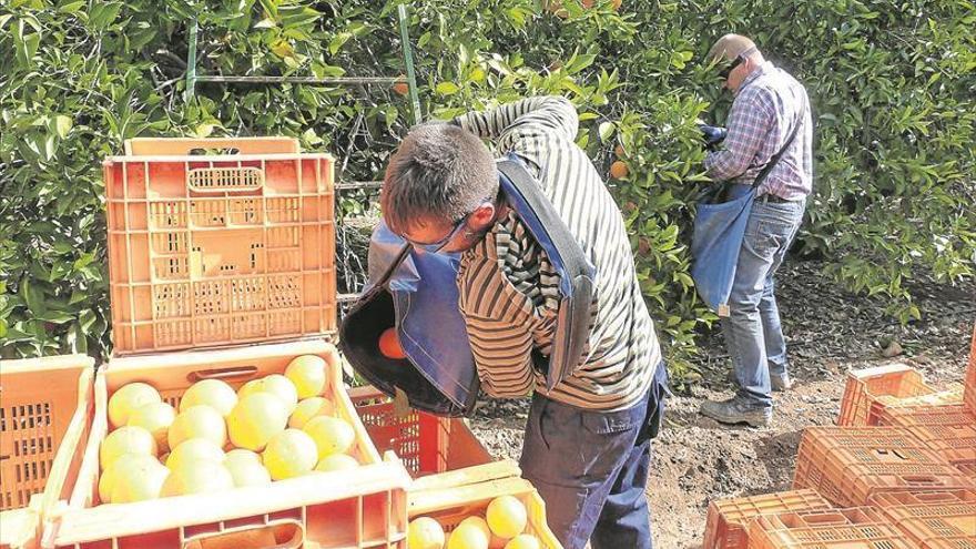 Más flexibilidad en las ayudas a productores hortofrutícolas