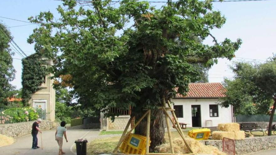 Colocan un soporte para apuntalar el arbolón de Lledías