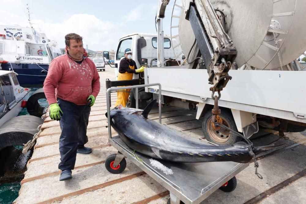 Un ibicenco captura un atún rojo de más de cien kilos