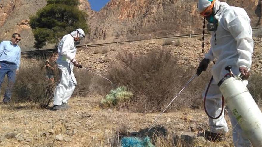 Orihuela fumiga la sierra para frenar la expansión del cactus de Arizona