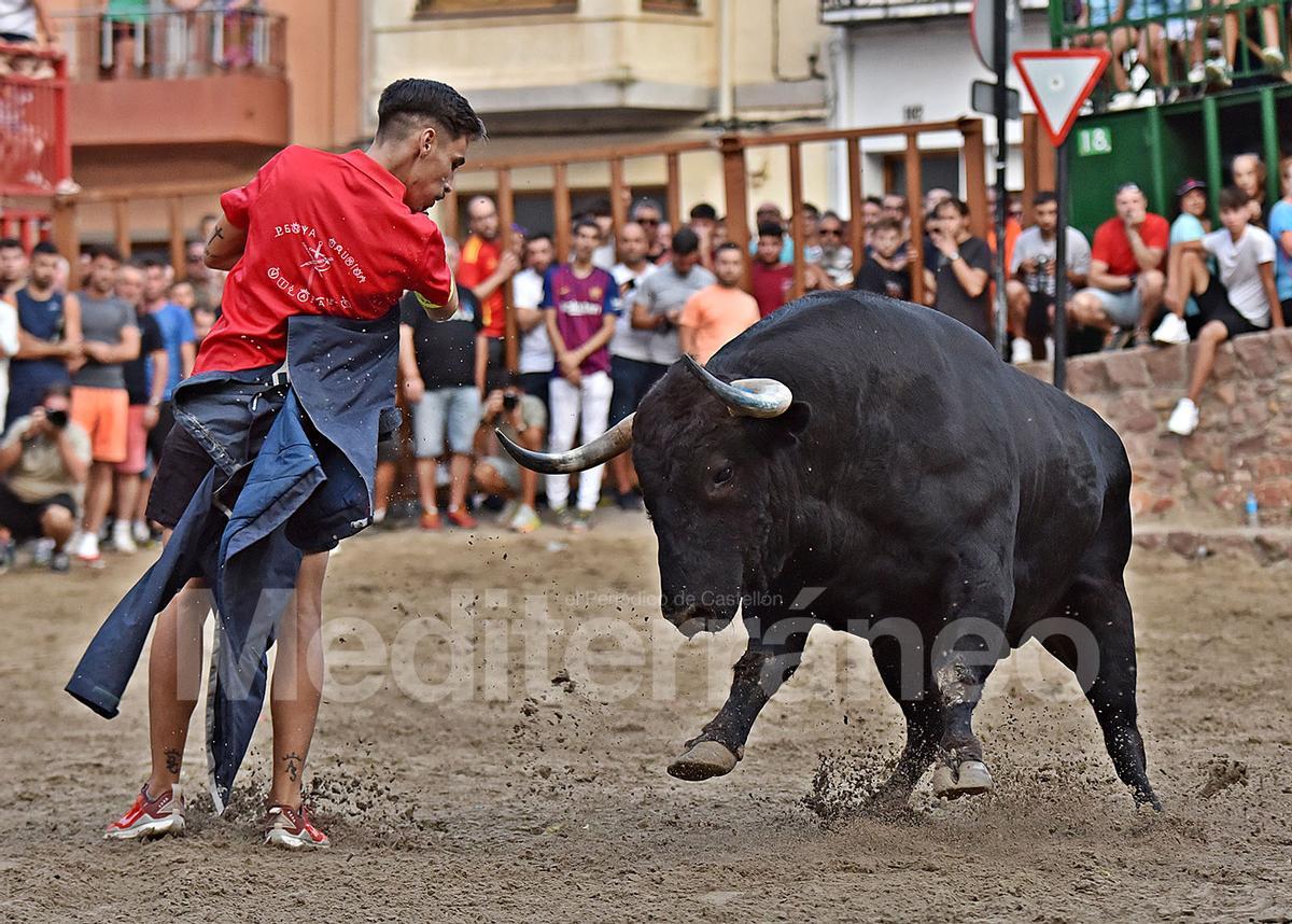 Bous a Vilafamés 2025 Bous a Vilafamés 2025