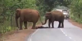 El emocionante funeral de una madre elefante tras la muerte de su cría