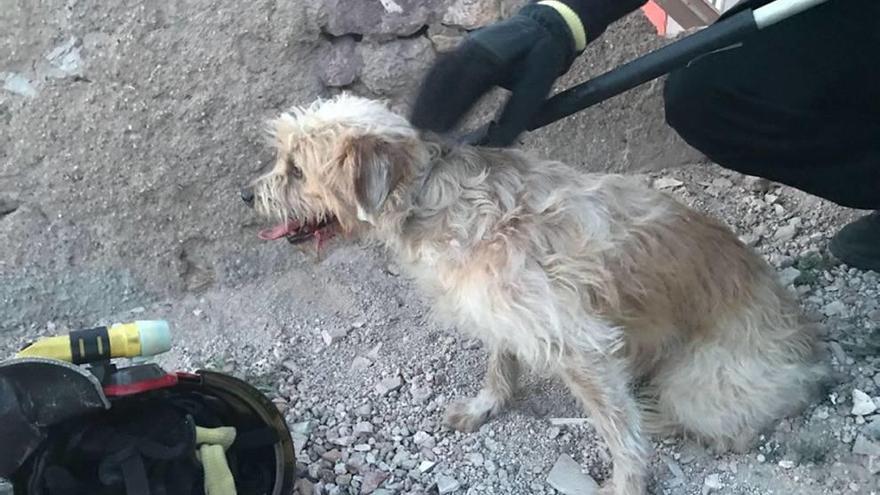 Estos perros fueron arrojados a una balsa de La Aljorra junto a otro galgo, que murió ahogado.