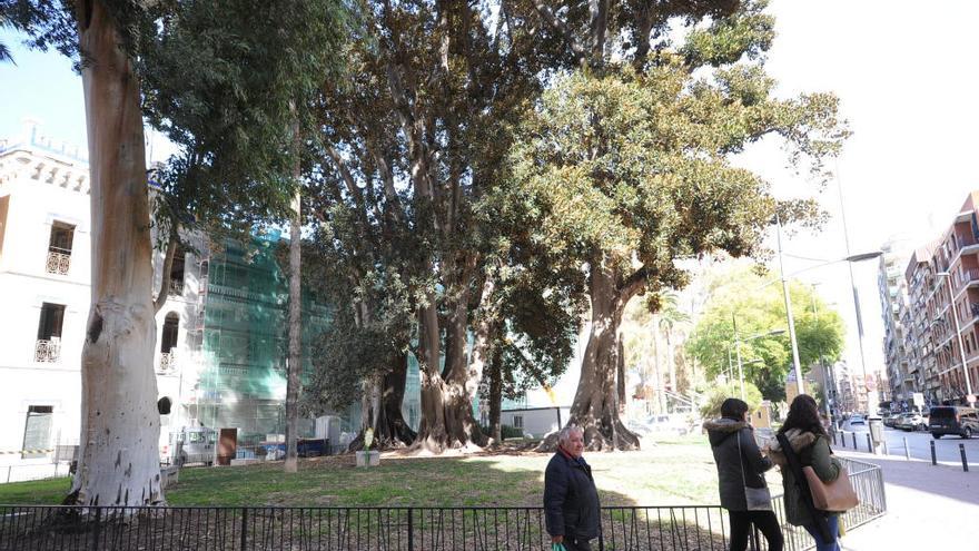 Los ficus del Cuartel de Artillería.