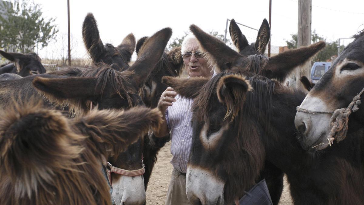 Burros zamoranos.