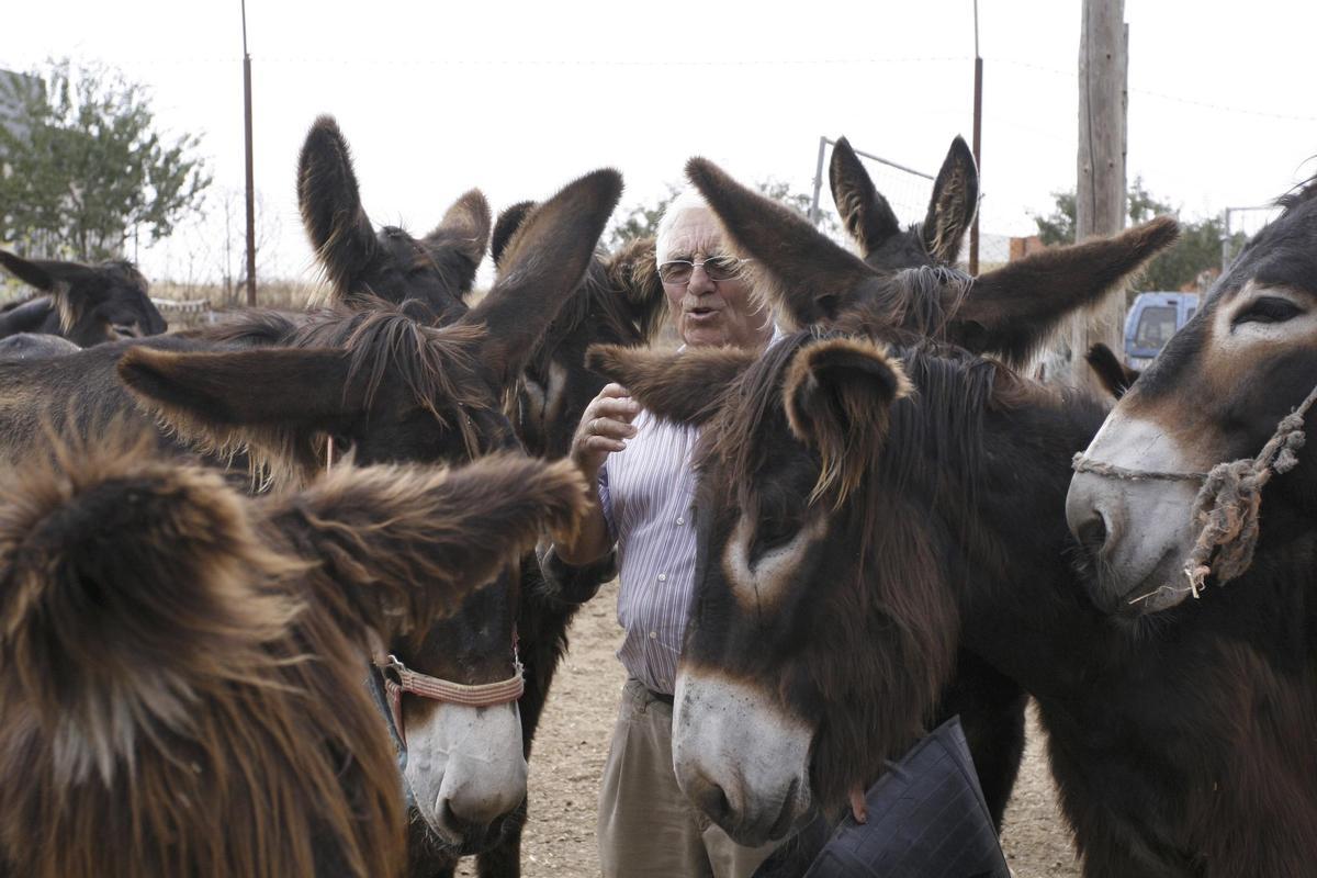 Burros zamoranos.