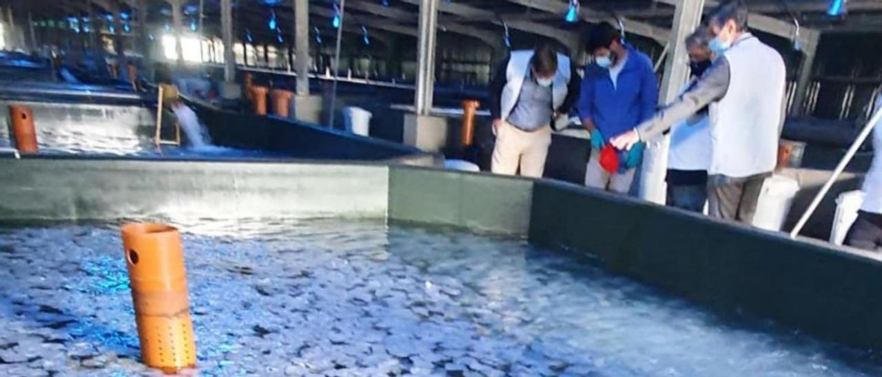 Alevines de rodaballo, en una de las piscinas de la planta de Mira. | // FDV