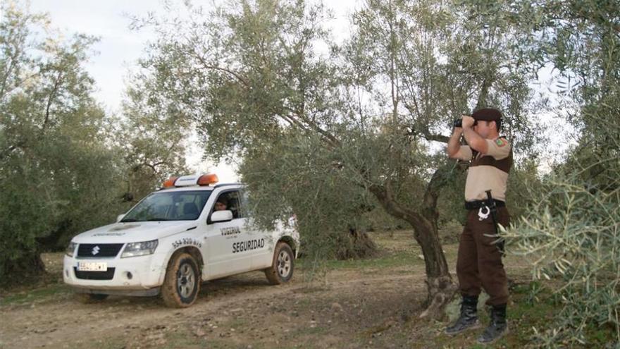 Destrozan 120 olivos en Balandranes y sustraen 7.000 kilos de aceituna