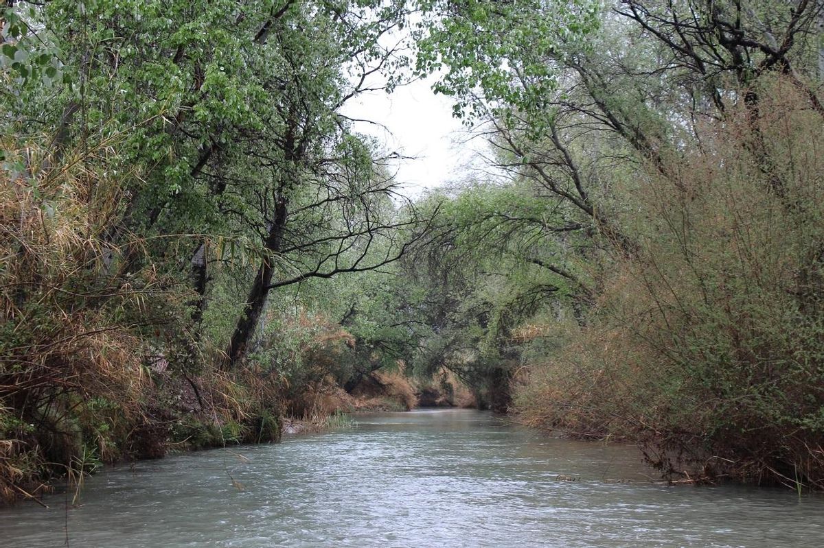 Mantener y conservar los bosques de ribera es clave