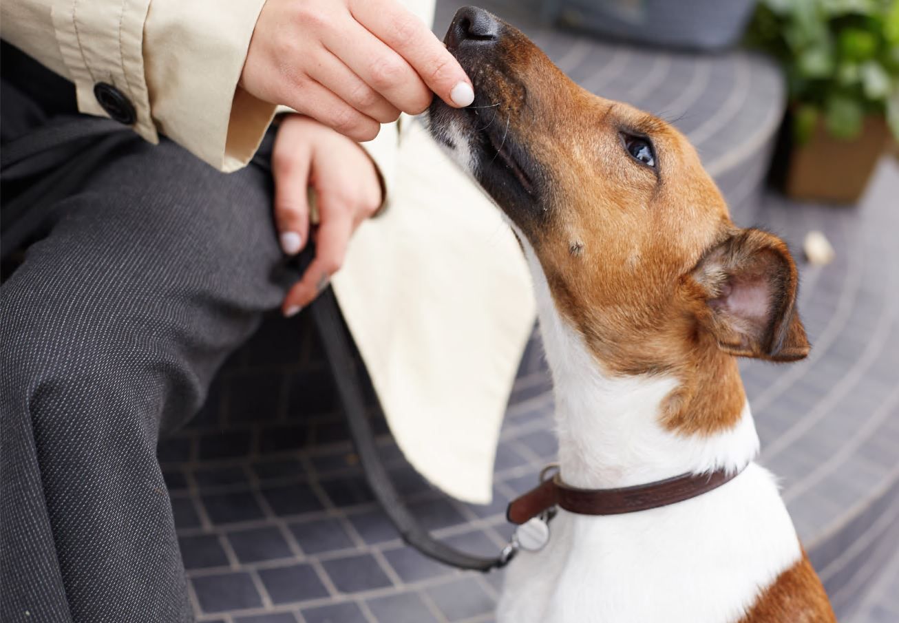 Cómo enseñar a tu perro a no tirar de la correa