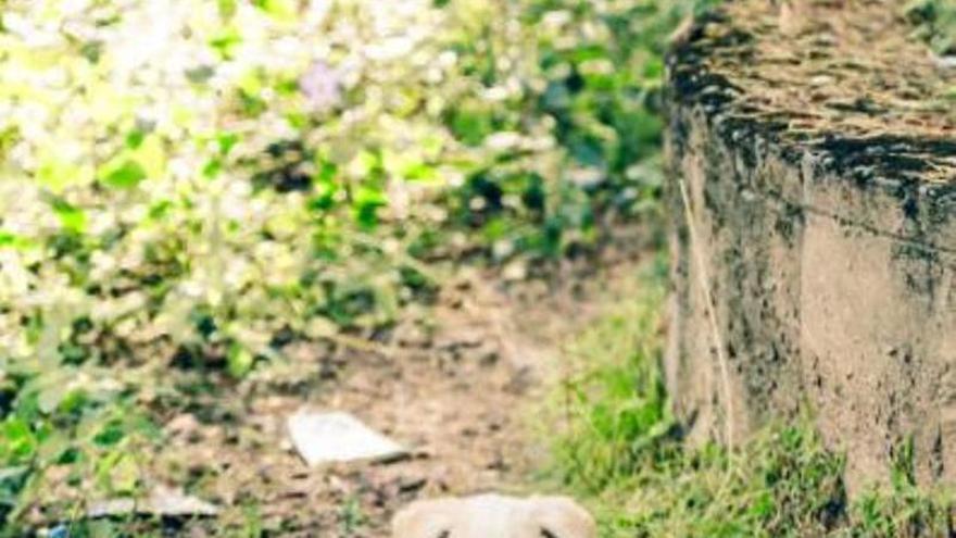 Espanya no aconsegueix frenar el drama de l’abandonament animal: 285.000 gossos i gats van arribar a protectores el 2025