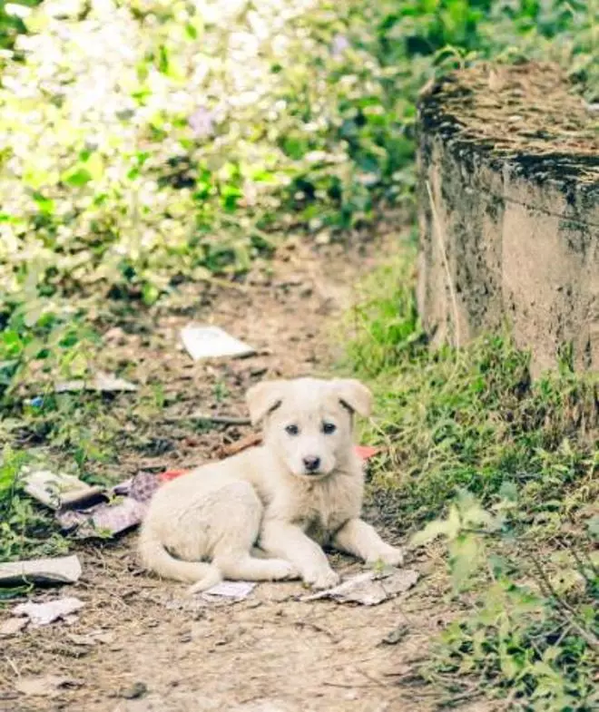 Espanya no aconsegueix frenar el drama de l’abandonament animal: 285.000 gossos i gats van arribar a protectores el 2025