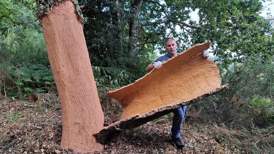 Yago Tato, el último descorchador de O Deza: "Aquí hai árbores de 500 anos"