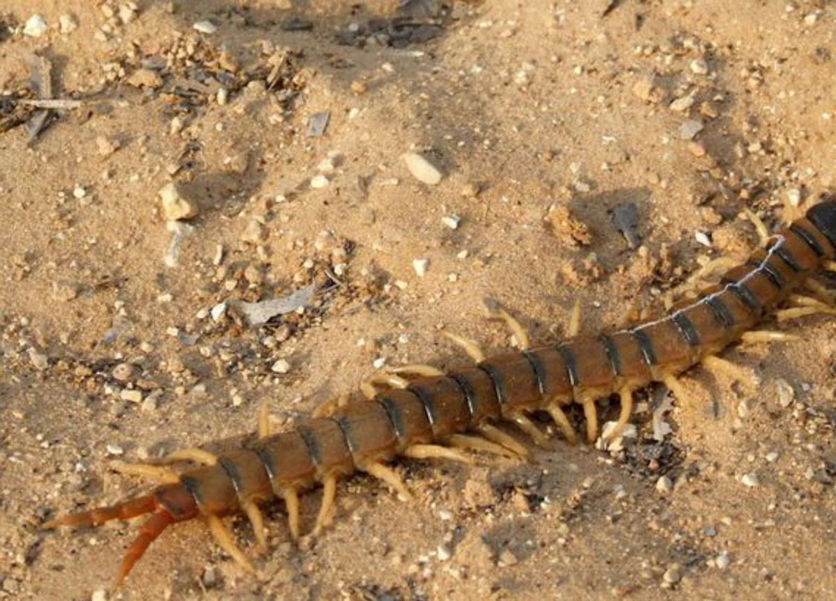 La carabela portuguesa amplía la lista gallega de animales venenosos
