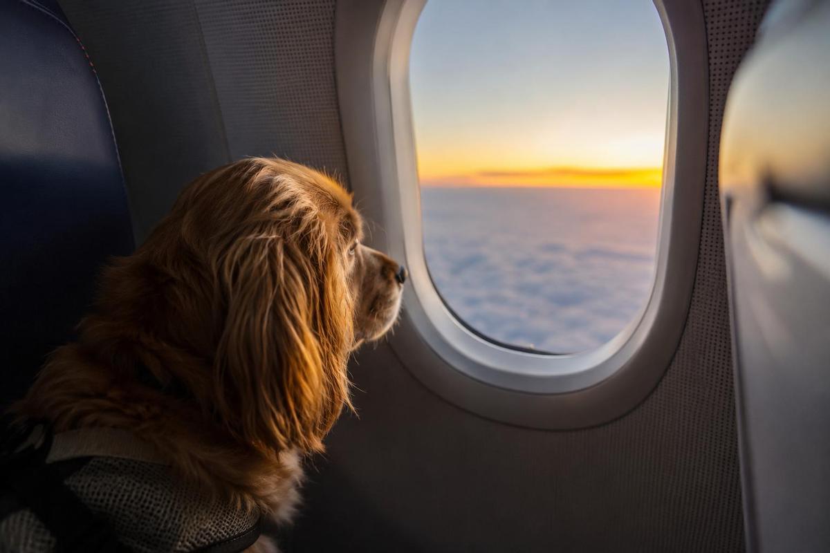 De Alicante a Buenos Aires en la bodega de un avión: la historia de Cala, la perrita de 6,5 kilos que no pudo viajar en cabina