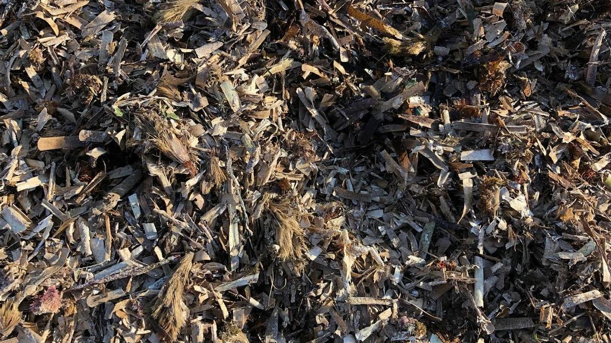 Posidònia, en una imatge d'arxiu.