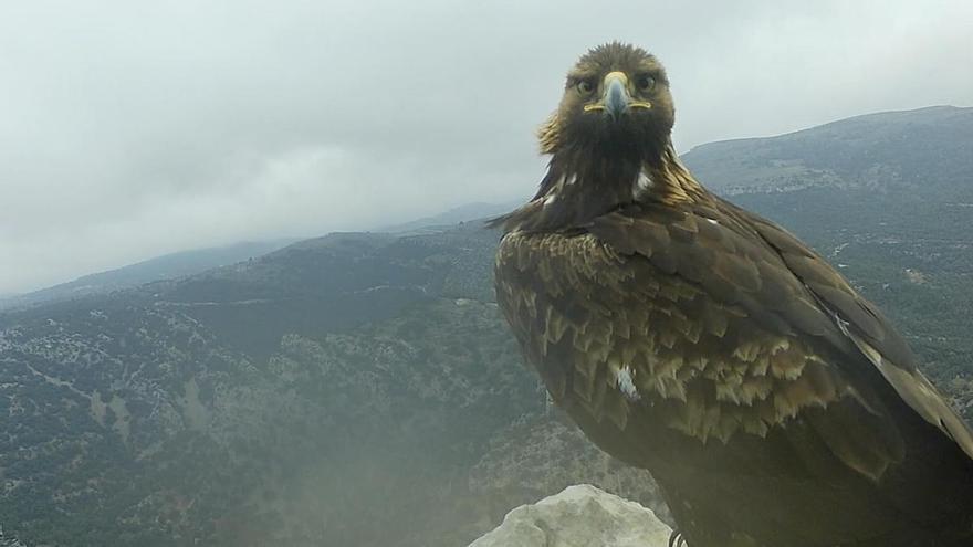 Imponente águila real que Óscar Tena captó con una cámara camuflada
