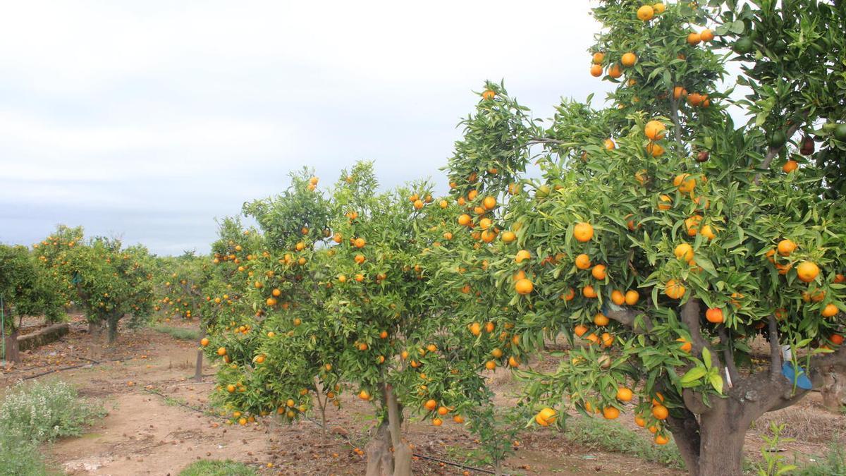 Un campo de mandarinas de Castelló, en vísperas de comenzar su recolección.
