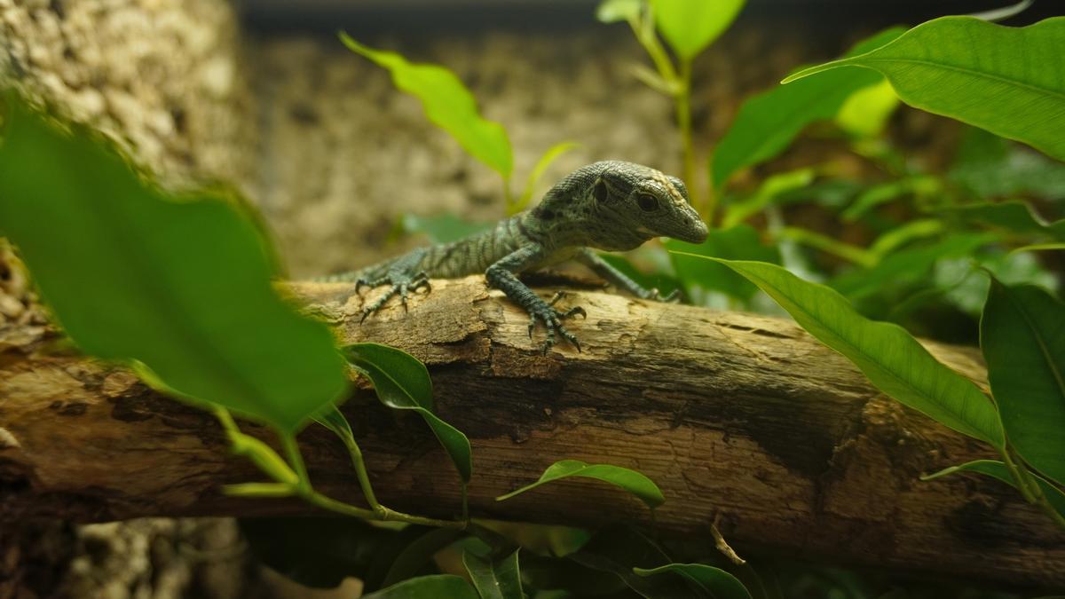 Bioparc Fuengirola celebra el nacimiento de dos crías de varano esmeralda