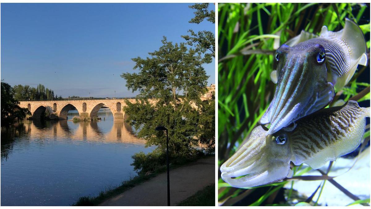 Cachondeo en Twitter por el speed arrojado al río Duero en Zamora. A la izquierda, el río a su paso por el puente de Piedra. A la derecha, peces en una fotografía de Pixabay.